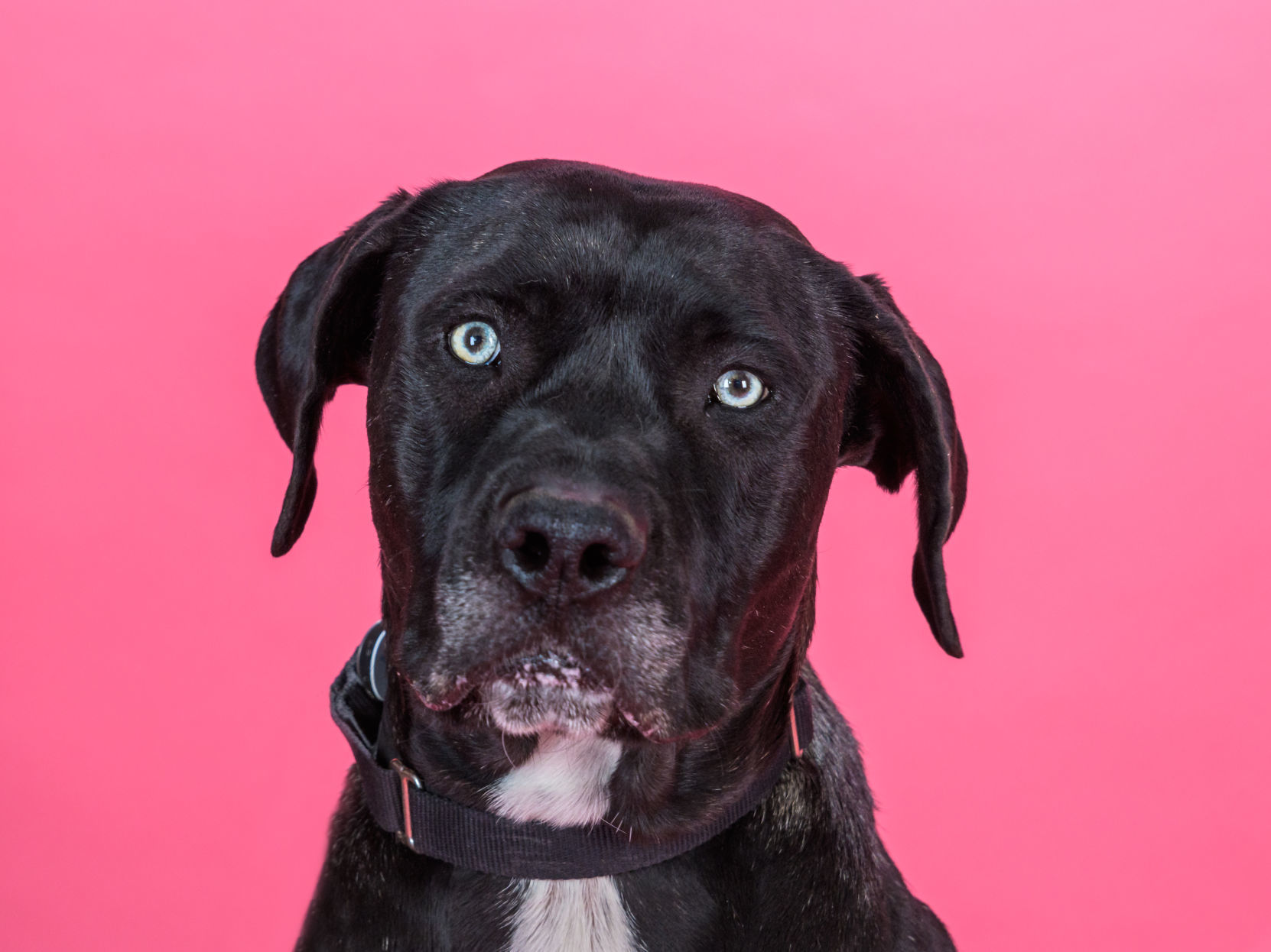 Adopt A Friend: Hobo